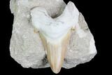Otodus Shark Tooth Fossil In Rock - Eocene #86992-1